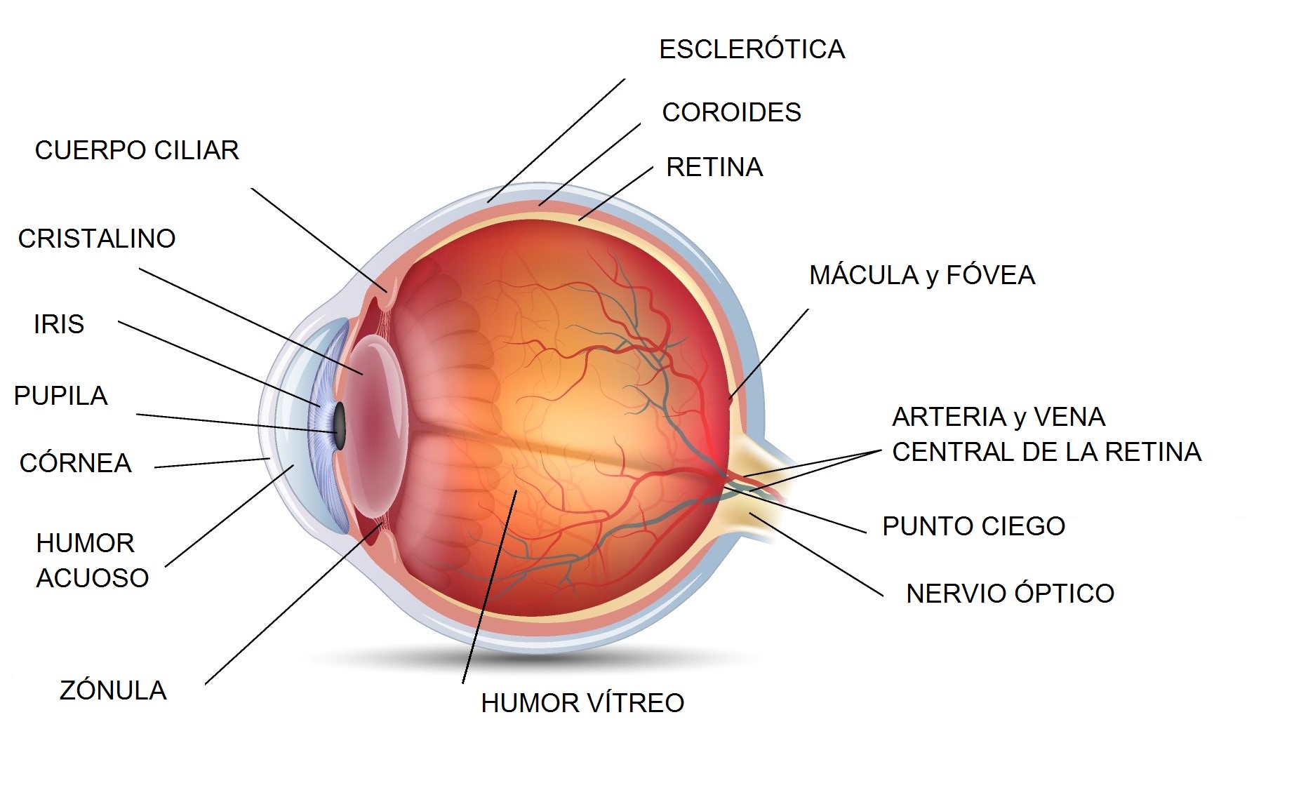 anatomia do olho humano pdf